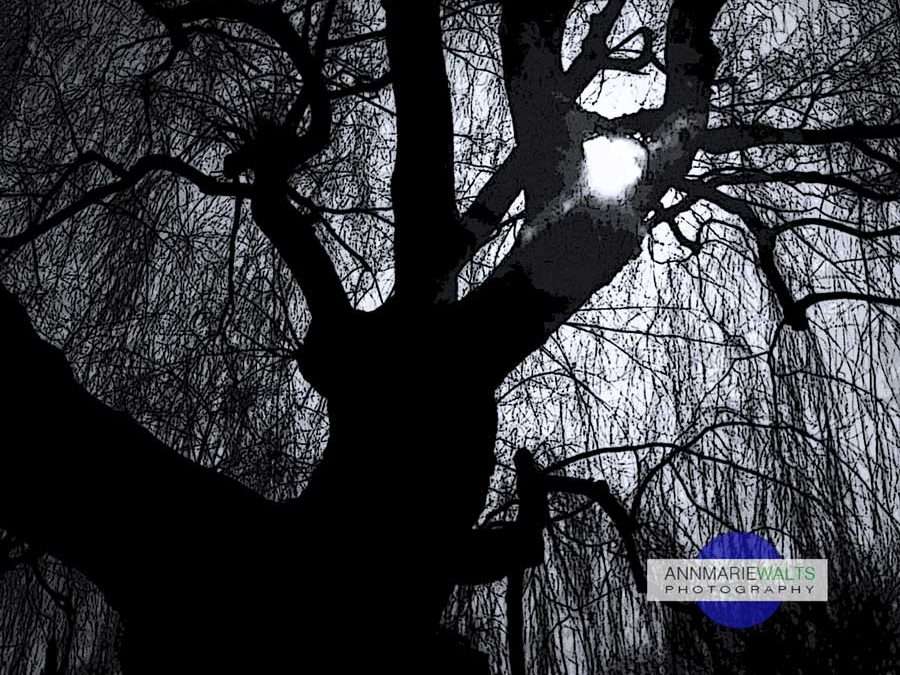 Just A Tree…Silhouette Photography